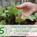 Container Garden