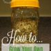 How to Grow Your Own Sprouts in a Jar